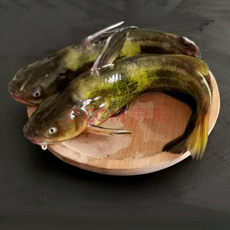 微山湖生态黄骨鱼昂刺鱼黄颡鱼淡水鱼类黄辣丁5-8条/斤 黄骨鱼现杀