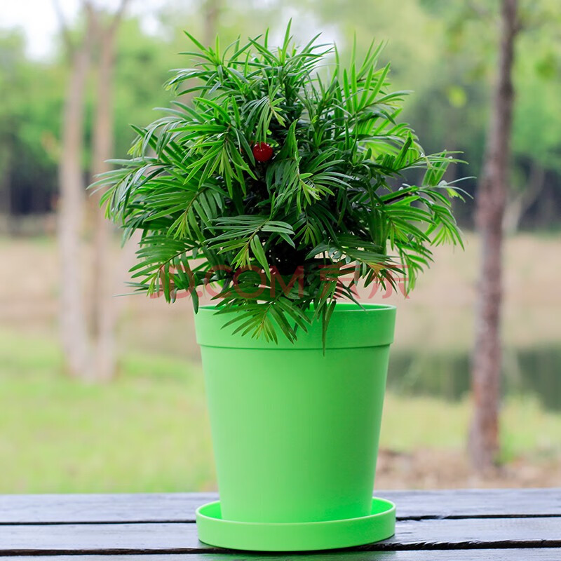 红豆3年龄南方红豆杉 磨砂绿色盆