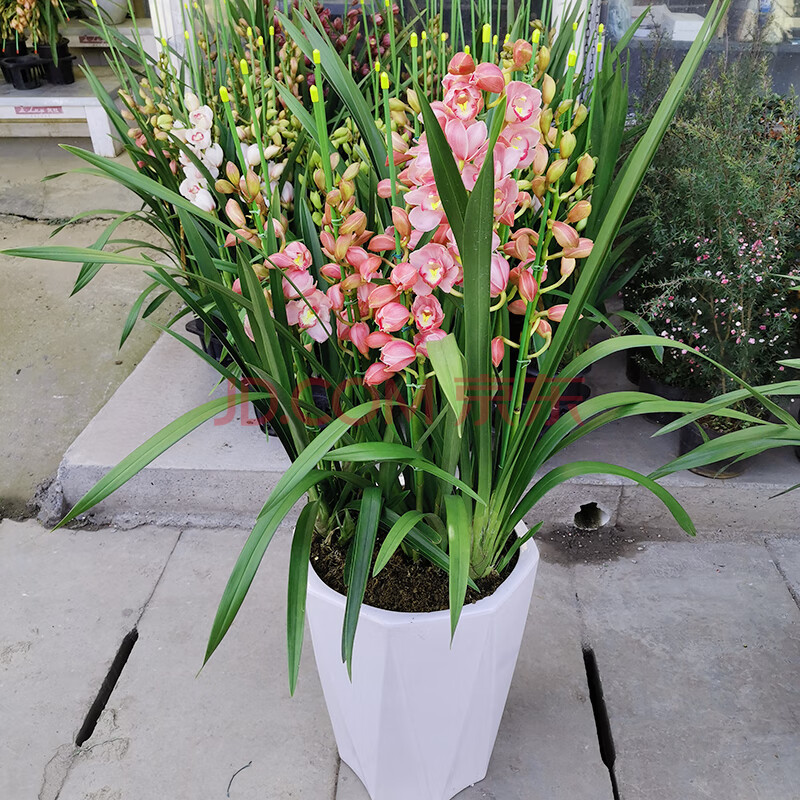 大花蕙兰盆栽墨兰建兰春兰兰花苗室内阳台年宵观花卉植物四季盆栽花卉