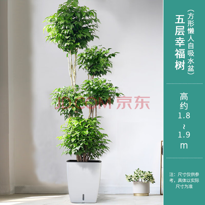 樣客廳四季盆栽綠植大型植物客廳室內北歐大植物綠寶好養辦公室花卉真