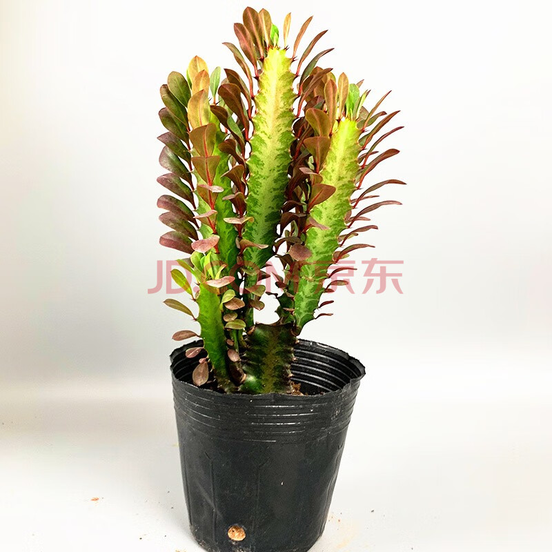 巴西龙骨沙漠将军粉黛金麒麟盆栽玉衣龙骨室内客厅桌面店铺绿植 紫色