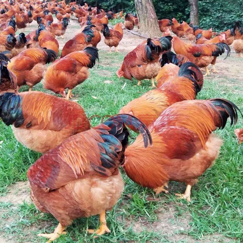 5斤 清远鸡2.5斤左右 广东省内