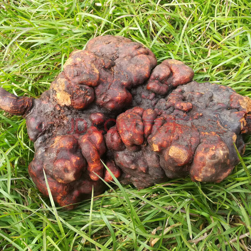 【官方旗舰】新鲜何首乌 生首乌 单个黑泡酒泡茶百年大首乌茶