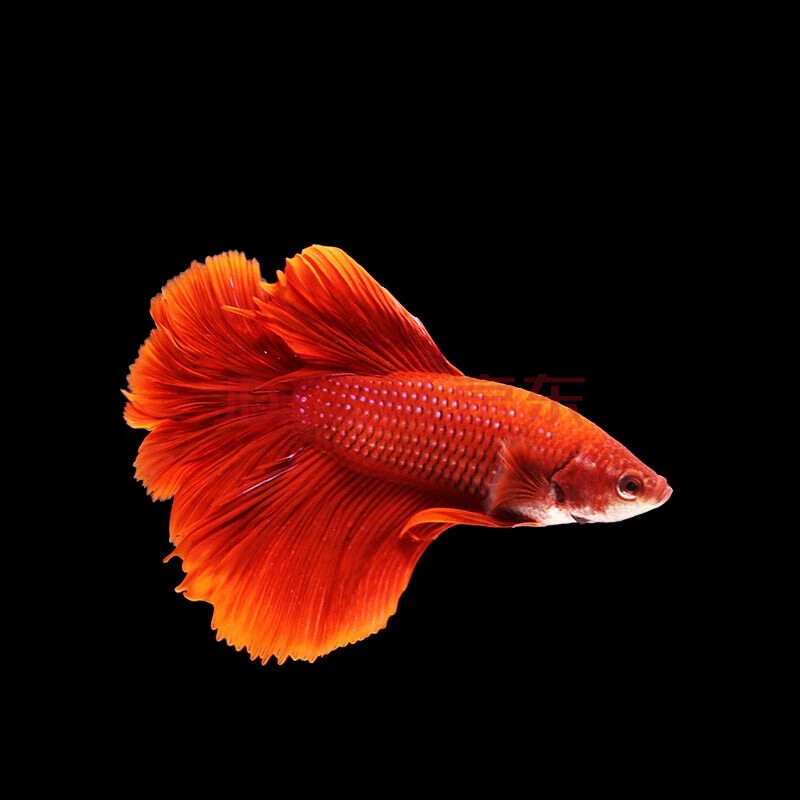 麦叮卡 泰国斗鱼马尾狮王半月母斗鱼观赏鱼热带鱼活体宠物淡水鱼 红色