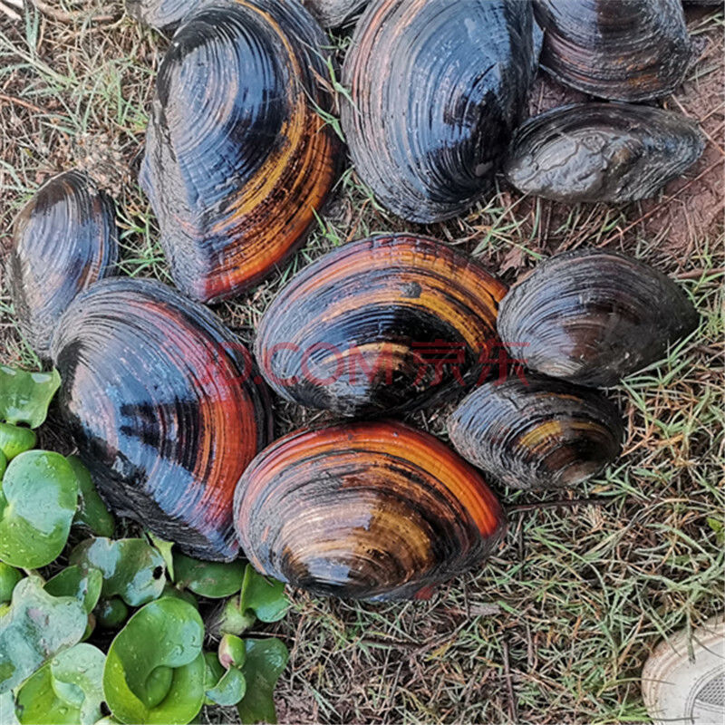 【所友旗舰店】河蚌新鲜活体 食用河蚌蛤蜊河蚌肉河蚌苗海巴子带壳3只