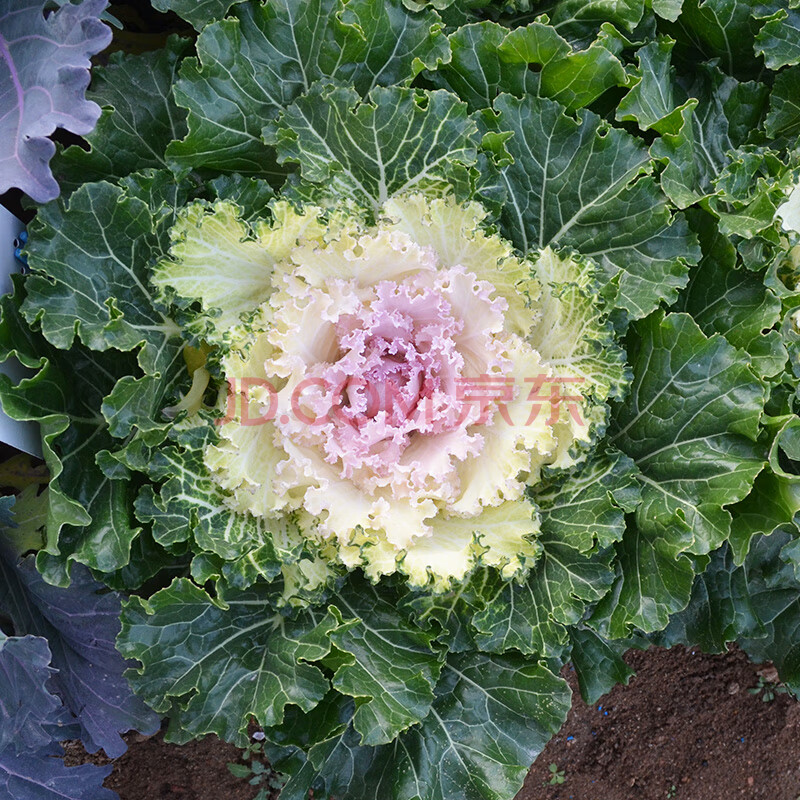 羽衣甘藍花卉盆栽陽臺庭院花園植物耐寒觀葉花苗好養 羽衣甘藍 亮葉tb