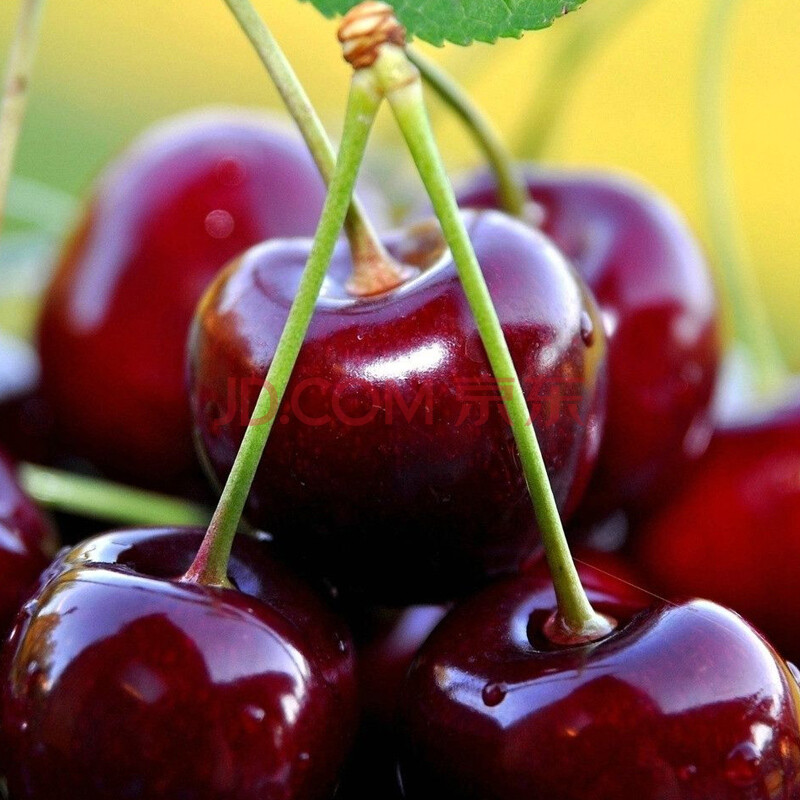 樱桃 车厘子 新鲜水果 当季孕妇特大果樱桃车里子 500g