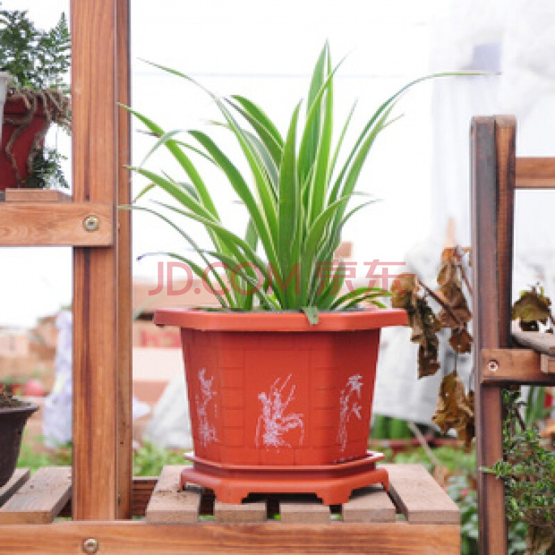 中国风八角花盆六角花盆塑料兰花花盆大号方花盆君子兰花盆 六角盆