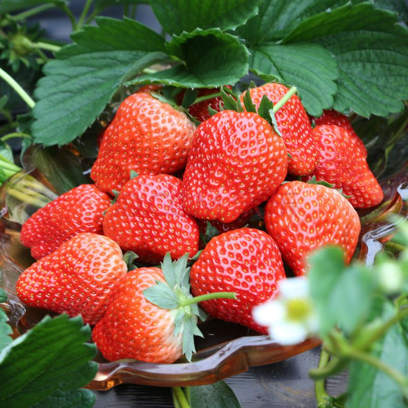 新鲜丹东99红颜奶油草莓现发孕妇牛奶草莓新鲜送礼年货礼每盒精选1斤