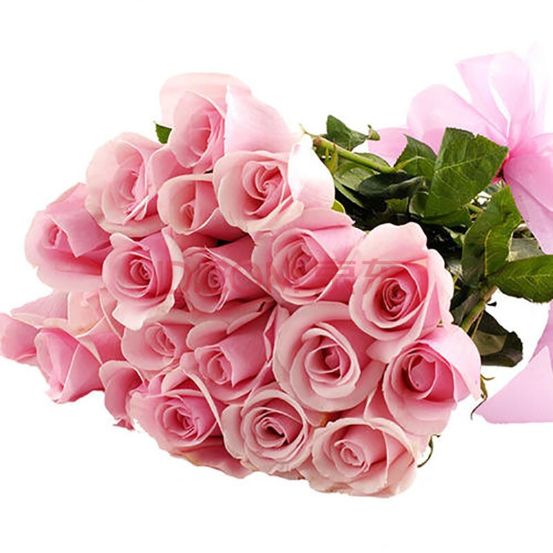 尚品云花 单头粉色玫瑰 粉佳人 20枝/扎3.