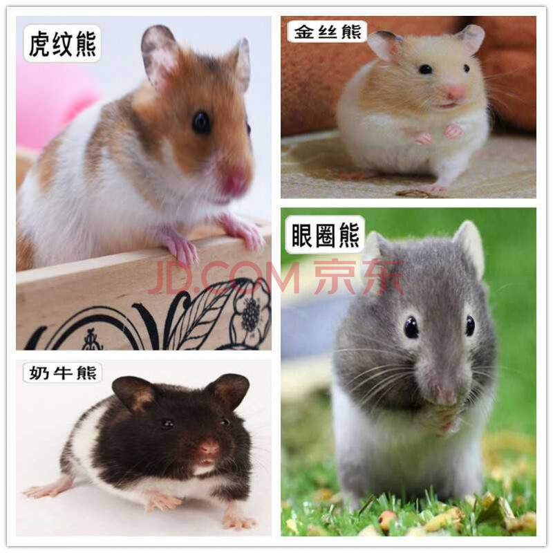 小仓鼠活物已打疫苗一对金丝熊活体疫苗公母银狐布丁虎纹仓鼠用品