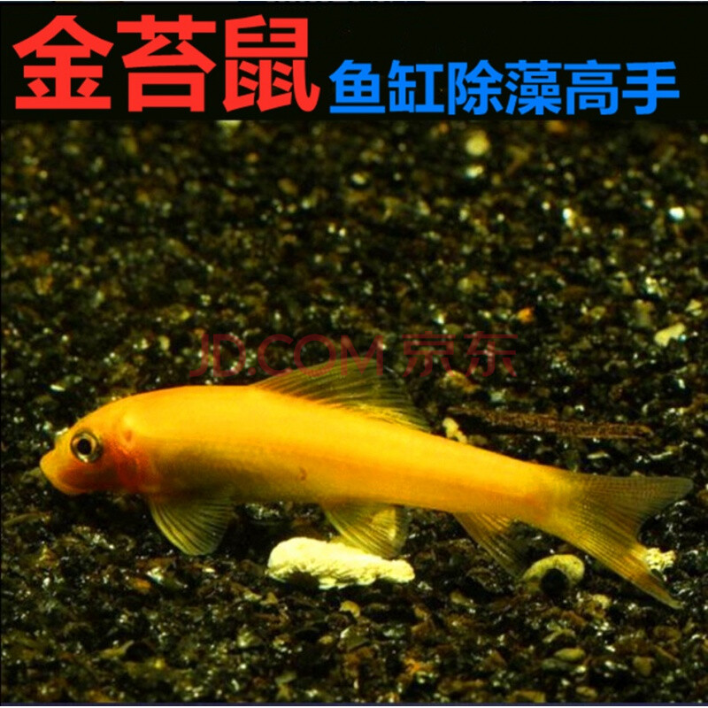 金苔鼠除藻清缸工具魚青苔藻類金臺鼠魚清潔活體熱帶清道夫觀賞魚 金