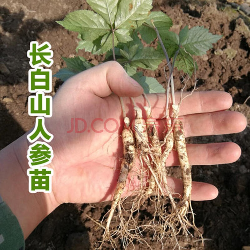 鲜人参苗 带土新鲜人参 人参苗盆栽种植 人参种子 1年苗 苗