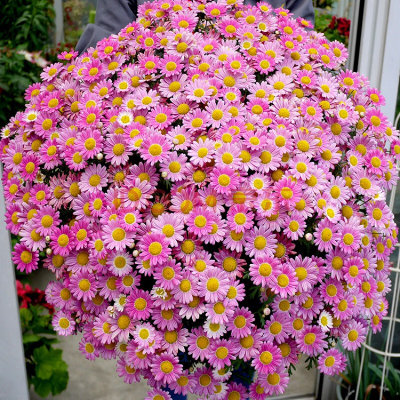 見土就活花種小雛菊花種子四季開花陽臺花卉盆栽種子孑 (粉色茼蒿菊