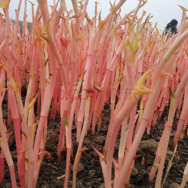 折耳根嫩芽 鱼腥草尖 新鲜节节根嫩苗 当季四川特产蔬菜 4斤