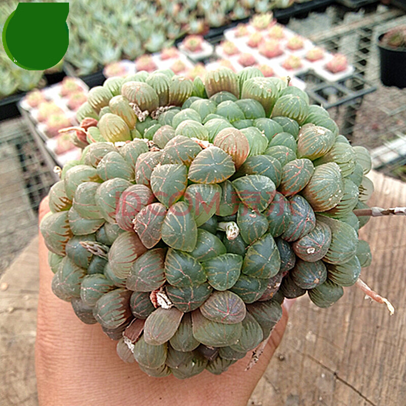 冰灯玉露 冰灯玉露 姬玉露 多肉植物玉露十二卷 樱水 玉扇 z5 姬玉露