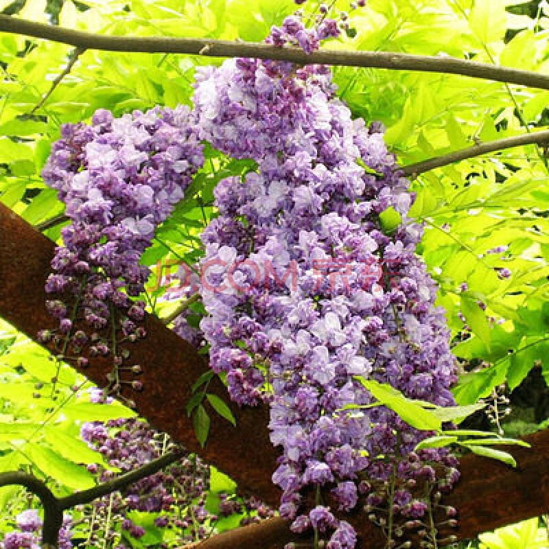 紫藤花樹苗爬藤植物庭院圍牆四季開花盆栽花苗綠植花卉藤蔓紫藤蘿