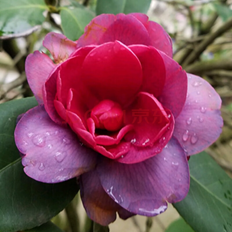 精品五色茶花 紫明珠 12年庭院大苗【花苞爆满】