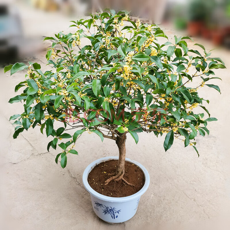 浓香型盆栽植物花卉四季开花好养易活的客厅绿植盆景 日香桂5年三公分