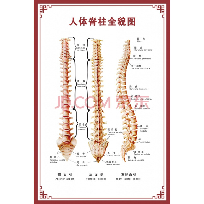 人體骨骼圖掛圖器官內臟結構圖海報脊柱圖解肌肉分佈解剖圖掛畫 人體