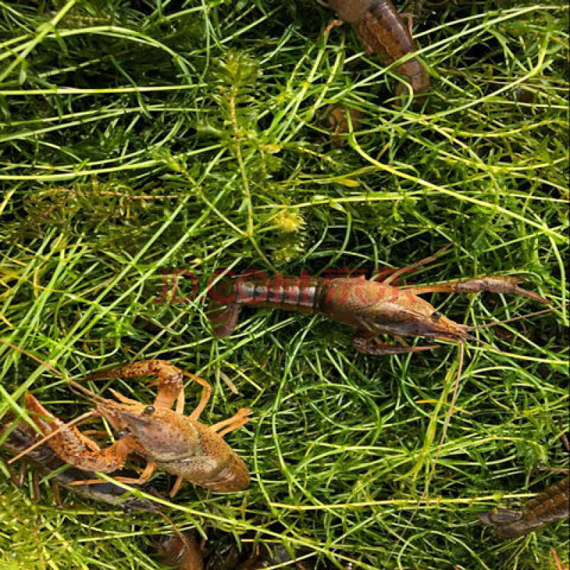 魚塘水草種子水花生伊樂藻輪葉黑藻小龍蝦魚蟹養殖水草籽四季 【進口