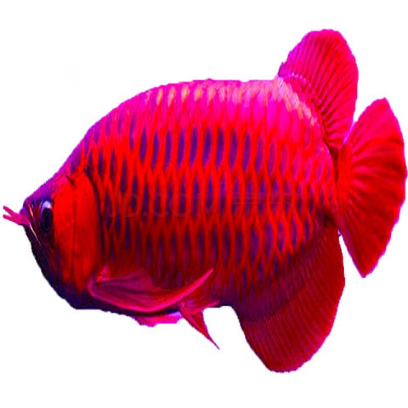 天弗 赤血活体鱼苗辣椒红龙鱼超血红龙龙鱼观赏鱼金龙鱼活鱼银龙 38