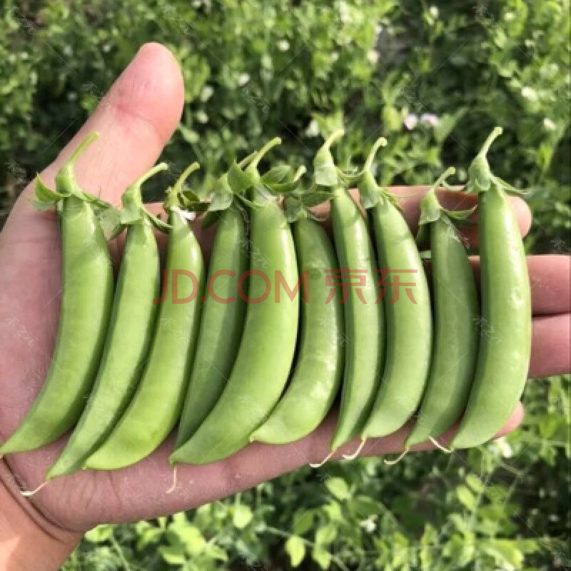 荷兰豆种子大软荚高产春秋季种籽四季播菜籽春季种蔬菜种孑豌豆种 甜