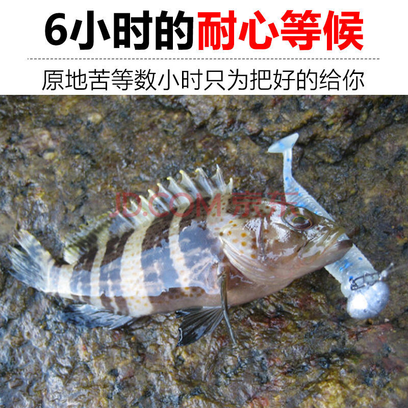 海釣 海捕石斑魚海鮮水產鮮活冷凍帶魚馬鮫魚多寶黃花大深海魚 黃姑魚