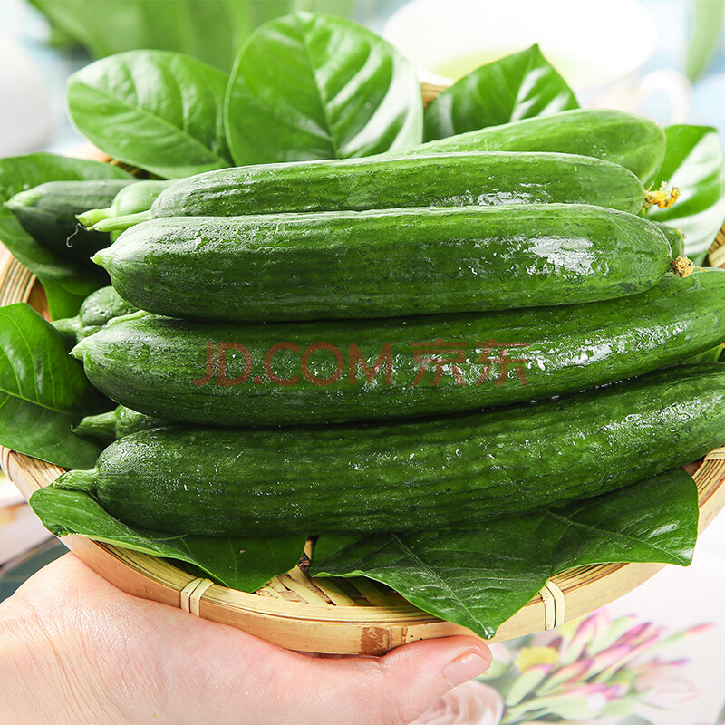 初菜元 水果黄瓜 小黄瓜荷兰黄瓜小青瓜 新鲜采摘 时令新鲜蔬菜 3斤