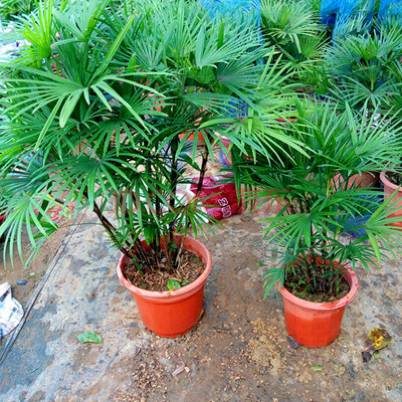 棕竹 金山棕盆栽树 室内绿植 耐旱耐寒植物 室外盆四季常青 金山棕