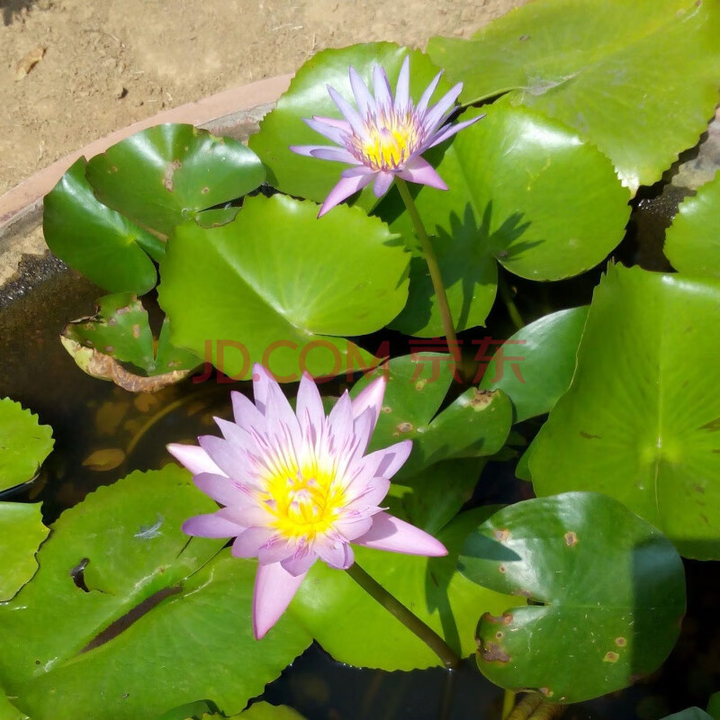 大睡蓮根塊池塘睡蓮花水培植物四季蓮花盆栽水養花卉荷花睡蓮根莖