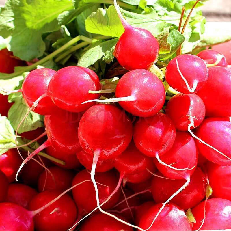 樱桃萝卜生吃新鲜甜脆水果迷你小水萝卜当季小红萝卜生鲜 3斤