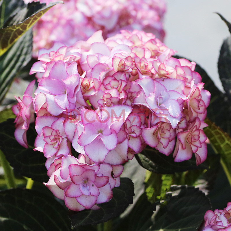 绣球花盆栽花苗重瓣小町清晨沉香粉红佳人花卉植物带花 沙织小姐 140