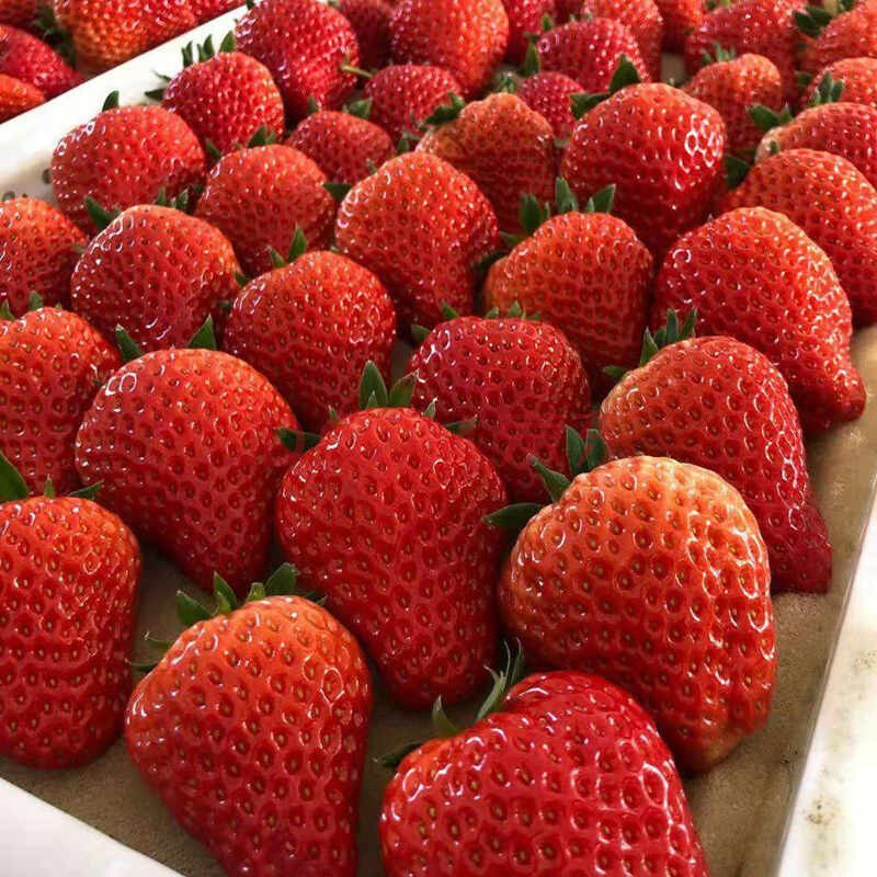 现摘现发新鲜99红颜草莓久久草莓新鲜水果 1斤试吃