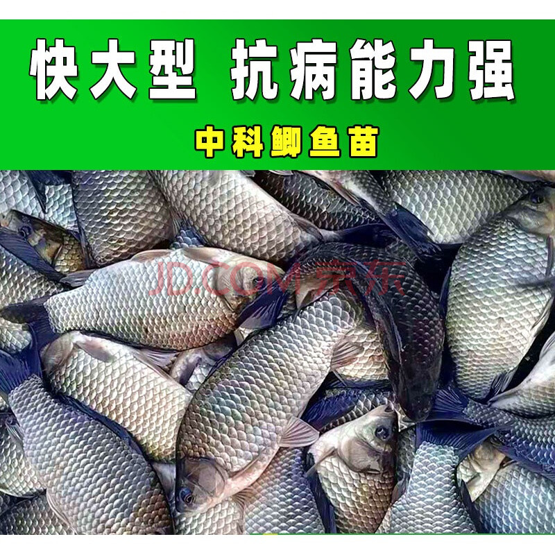 鯽魚魚苗中科三號五號小銀鯽東北鯽白鯽高背土鯽湘雲鯽工程鯽淡水