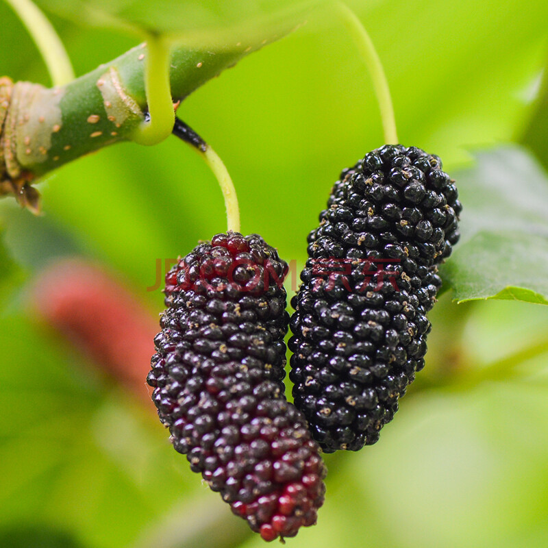 新鲜桑葚水果现摘现发鲜果桑椹黑桑果泡酒 8盒装