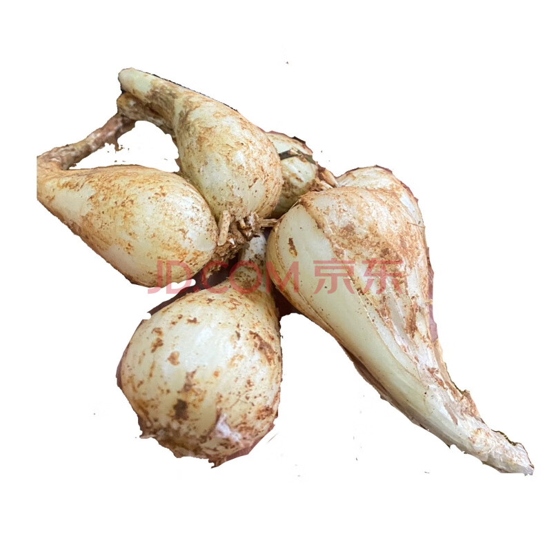 挖无根无叶湖南农家葱头教头荞子泡菜凉拌菜 500g无叶无根【图片 价格