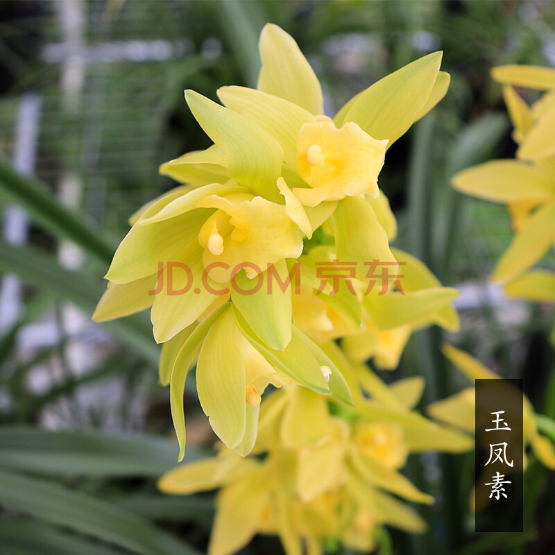 兰花苗带花苞 金边墨兰企黑 建兰系列兰花盆栽名贵浓香型兰草 玉凤素6