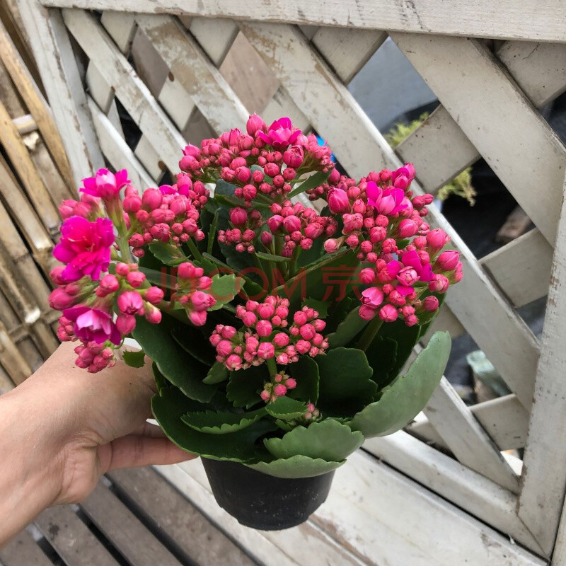 重瓣巴黎长寿花盆栽多肉植物办公室花苗带花苞绿植花卉室内小盆栽