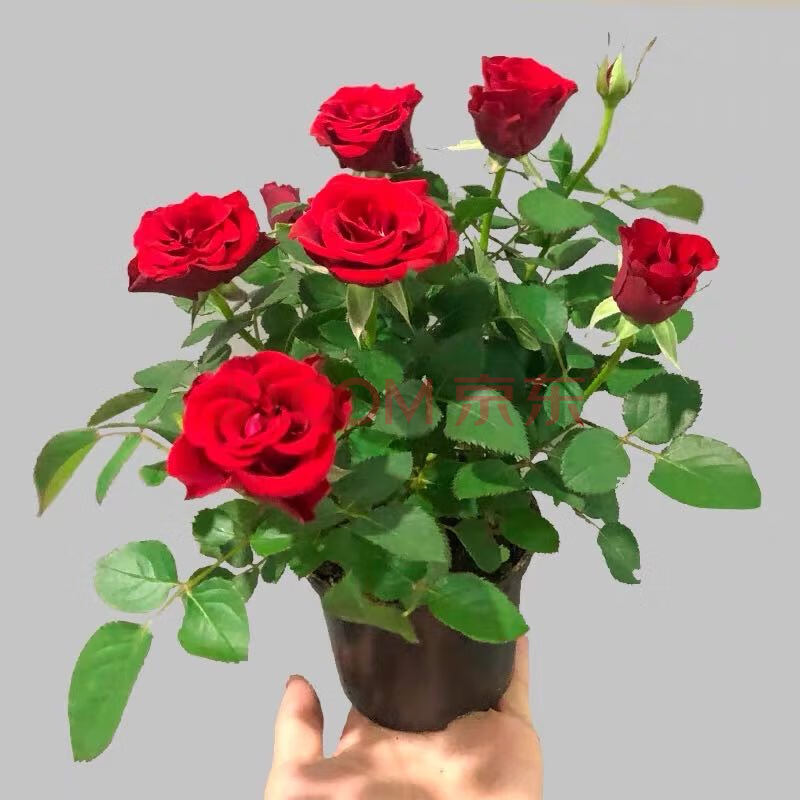 钻石玫瑰四季开花盆栽带花苞室内阳台四季开花植物 红色玫瑰(原盆原土