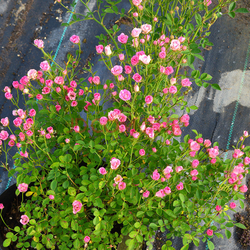 月季特大花濃香果汁陽臺庭院花卉植物薔薇花爬藤四季玫瑰花苗盆栽