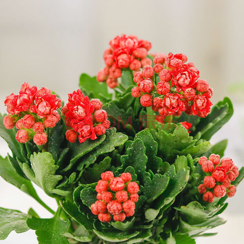 长寿花盆栽四季开花绿植花卉盆栽 红色 不含盆