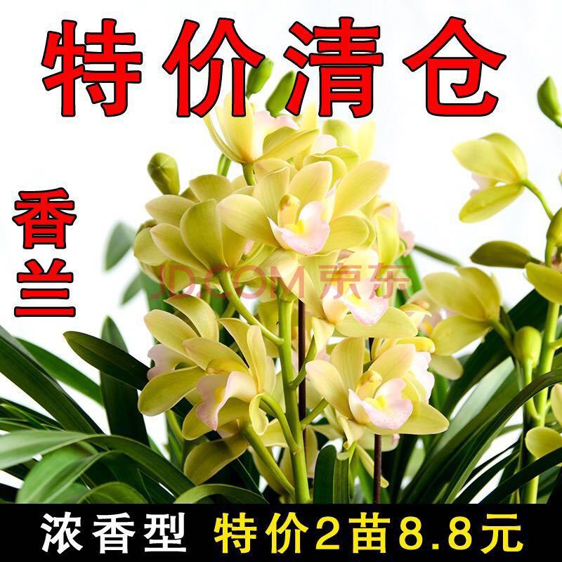 蘭花 紫月荷 四季蘭建蘭蘭花苗不帶花苞 室內花卉綠植盆栽 清貨 香蘭