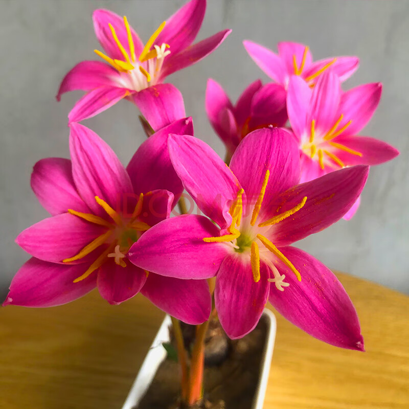风雨兰种球重瓣韭兰葱兰花苗石蒜庭院花坛四季花卉绿植盆栽种子z1 w5