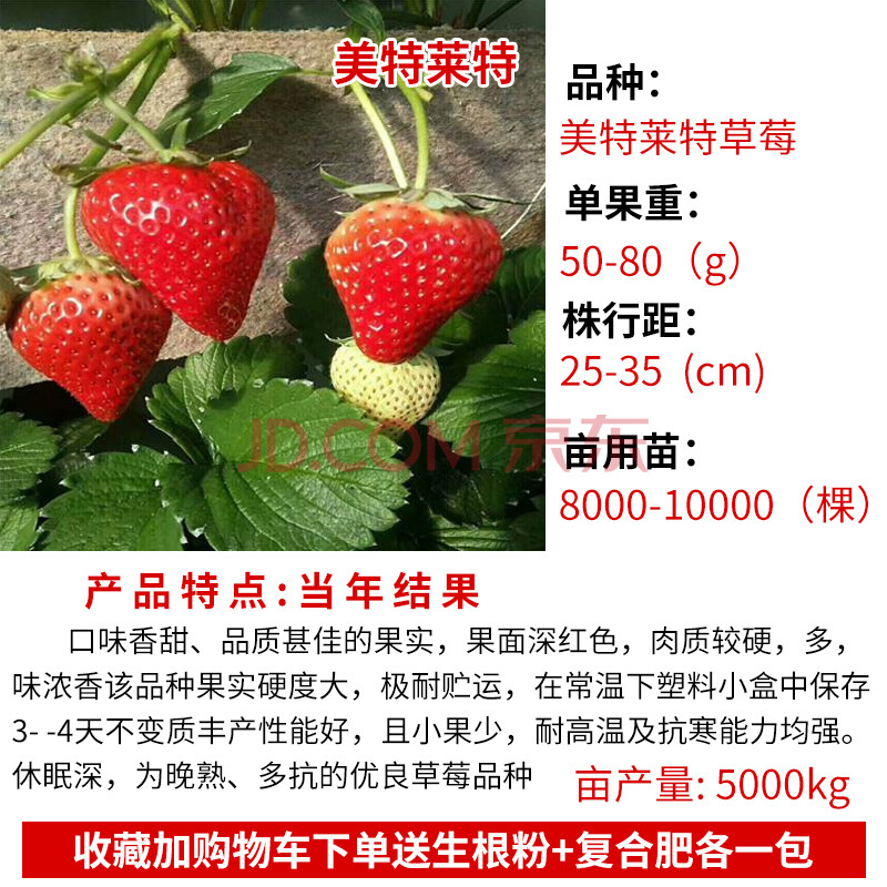 当年结果奶油红颜草莓种苗秧盆栽树 精品草莓美特莱特草莓6颗(包成活)