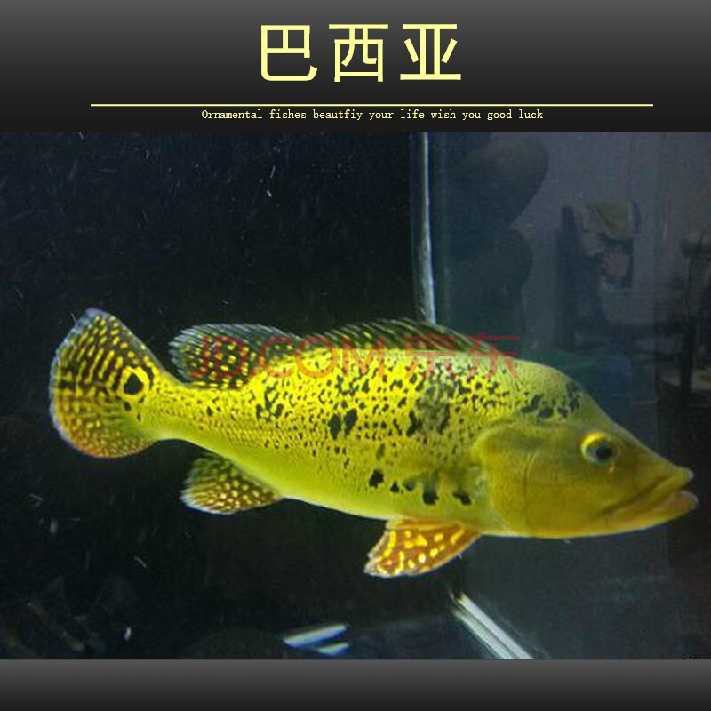 帝王三間魚藍帆五間申古三間皇冠三間金老虎魚大型兇猛熱帶魚樂淘逸寵