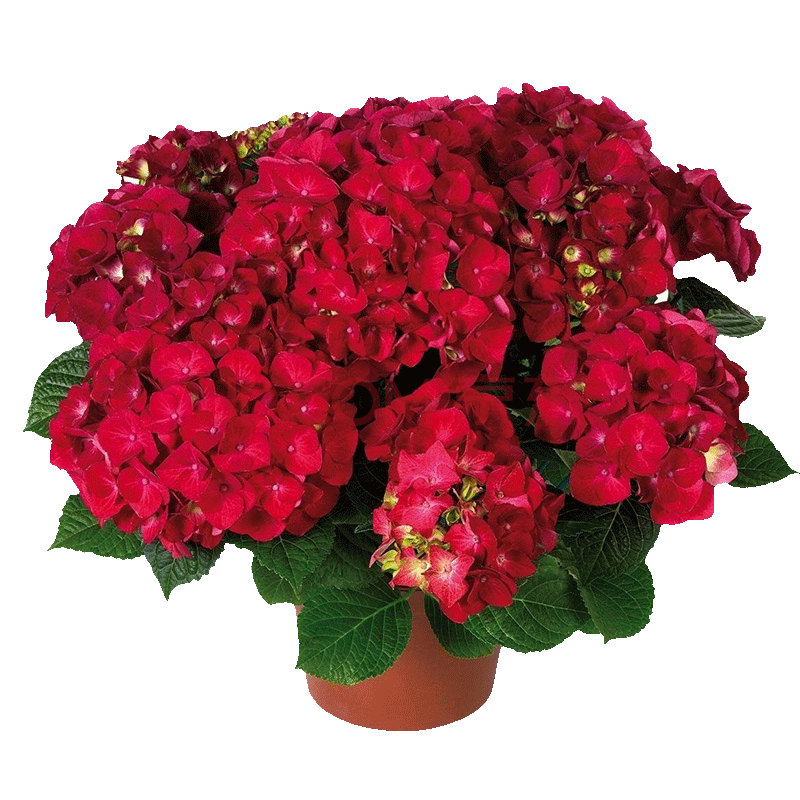 魔幻红宝石绣球花盆栽紫红色大花花卉植物庭院(5年苗)) 红宝石(5年苗)