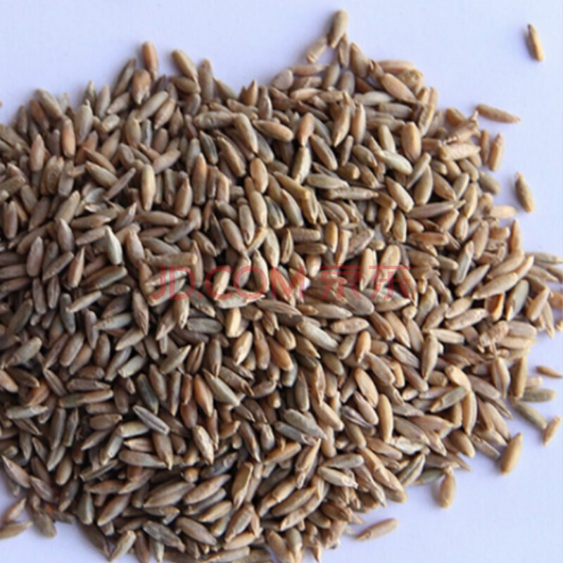 草庄 冬牧70黑麦草种子养殖禽畜耐寒高产子种四倍体宽叶秋冬季牧草