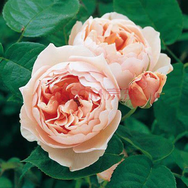 家庭月季v16盆栽苗 好养易活国产阳台灌木/藤本月季花苗 牧羊女