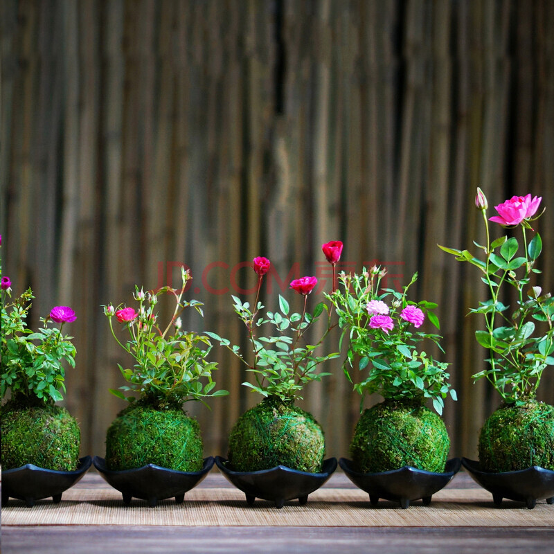 迷你超微型月季玫瑰日本姬月季苔玉苔藓球阳台窗台桌面绿植花卉 五个